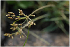 Juncus prismatocarpus